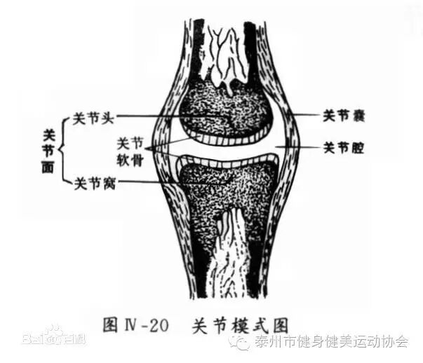 运动的支点——关节