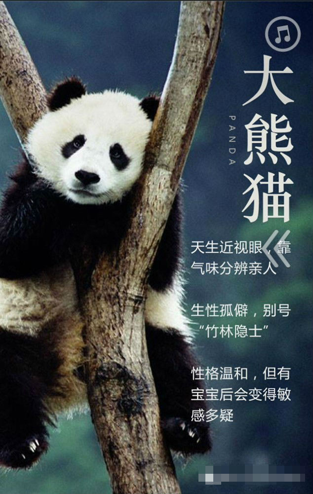 超贱大熊猫表情包分享展示