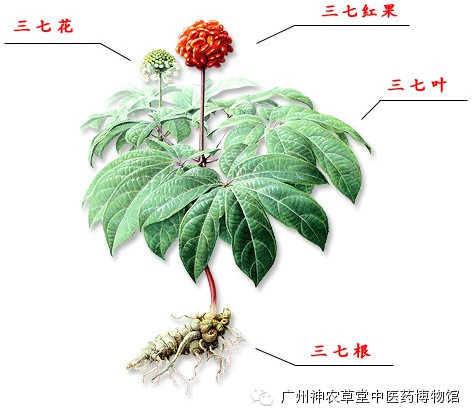 【药材概述】   三七,又名田七,为伞形目五加科人参属多年生草本植物