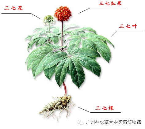 notoginseng (burkill) hoo et tseng 【药材概述】   三七,又名田七