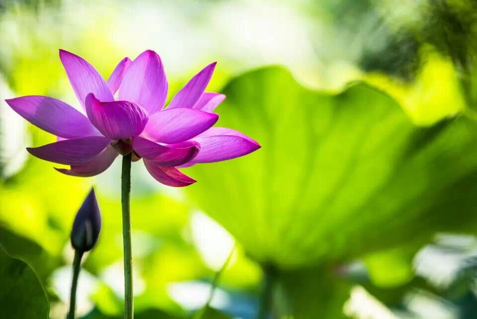 身入菩提海,心似莲花开