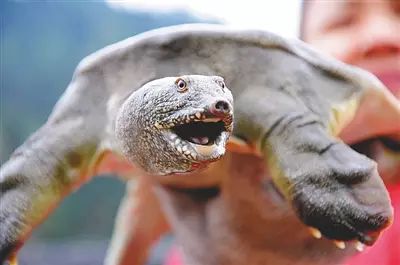 致富养殖泥鳅怎么样_致富经泥鳅养殖_养殖泥鳅挣钱吗