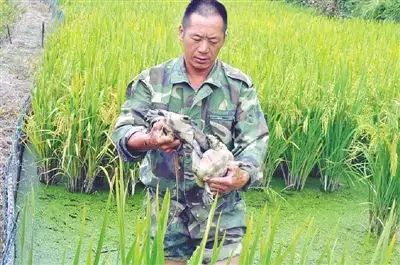 养殖泥鳅挣钱吗_致富养殖泥鳅怎么样_致富经泥鳅养殖