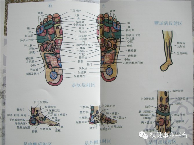 足底病变反射区
