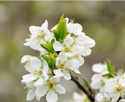 [转载]春天了,如何区别桃花,梨花,杏花,李花,梅花和樱花?