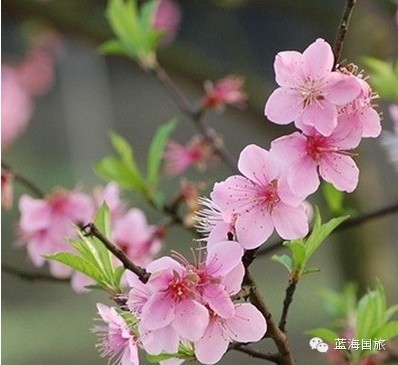 [转载]春天了,如何区别桃花,梨花,杏花,李花,梅花和樱花?
