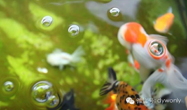 素饵鱼饵秘方 鱼泡泡识鱼