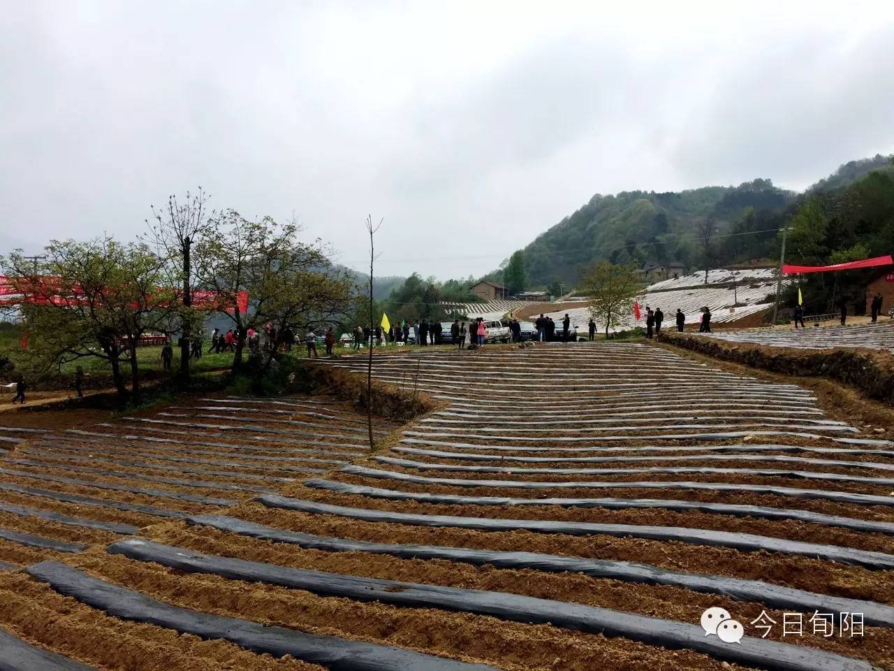 小河镇寨子沟高山生态蔬菜种植基地示范园区定植现场人头攒动,省市县