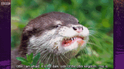 benedict的水獭模仿秀,这次是彻底的get到一大批表情包!