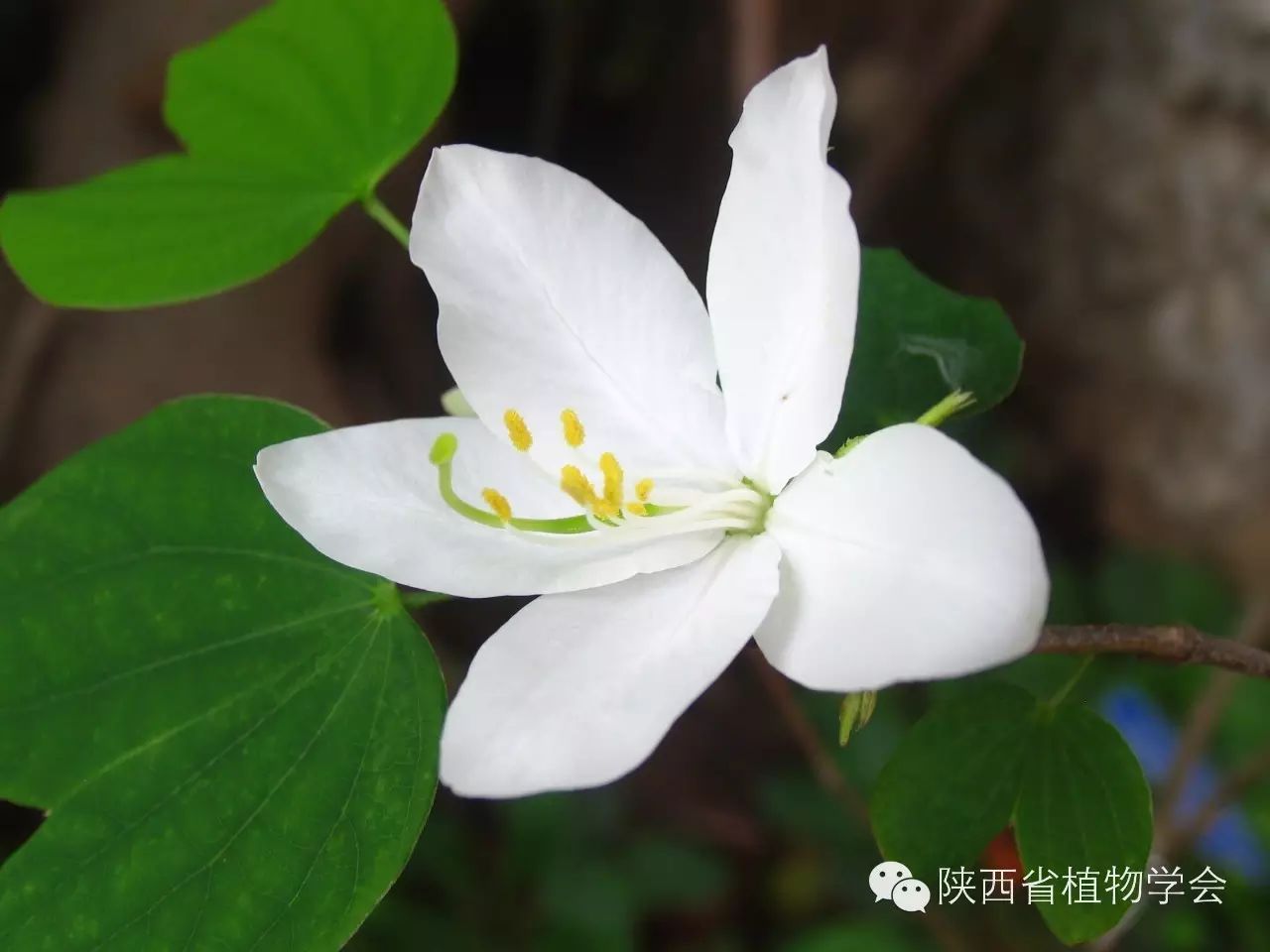 白花羊蹄甲(b.acuminata linn.)