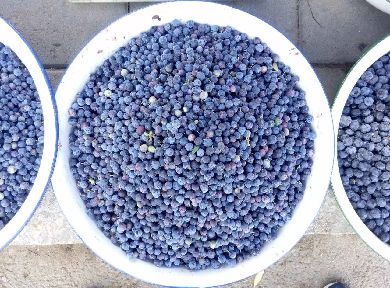 纯正的大兴安岭野生蓝莓,已经出现在市场上了.