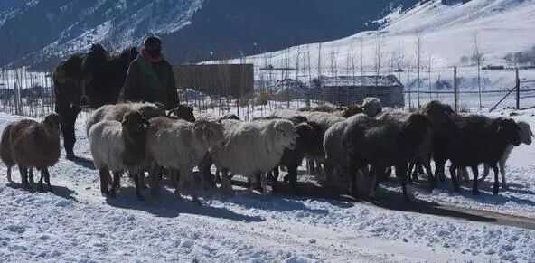 加区人民对放开二胎怎么说?憋住别笑…-怀孕期