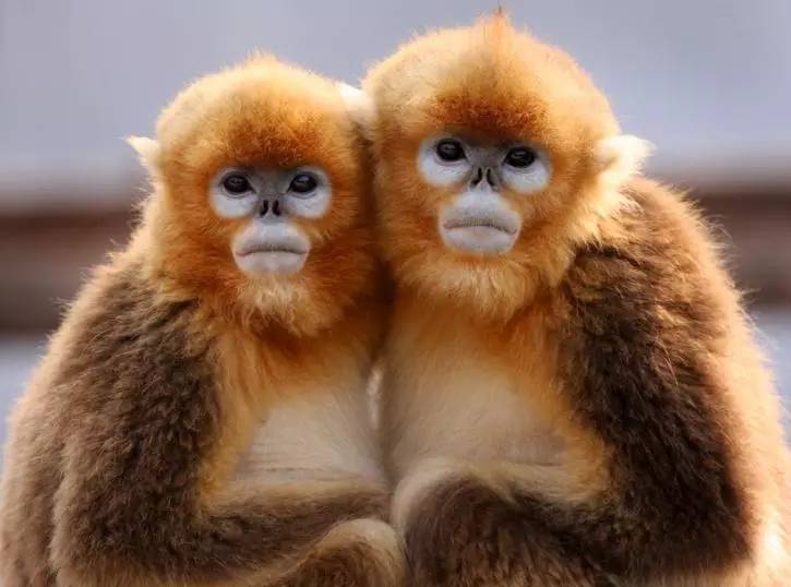 于是我在网上随便搜了搜韩大师的其他猴作: 那么问题又来了,真猴子是
