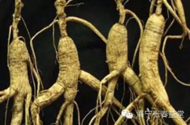 野山参 能否走入寻常百姓家