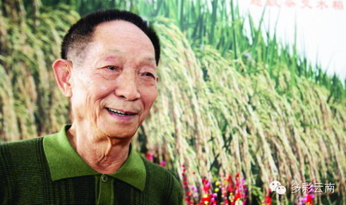 【云南正能量】诺奖提名的袁隆平在个旧有一片杂交水稻试验田