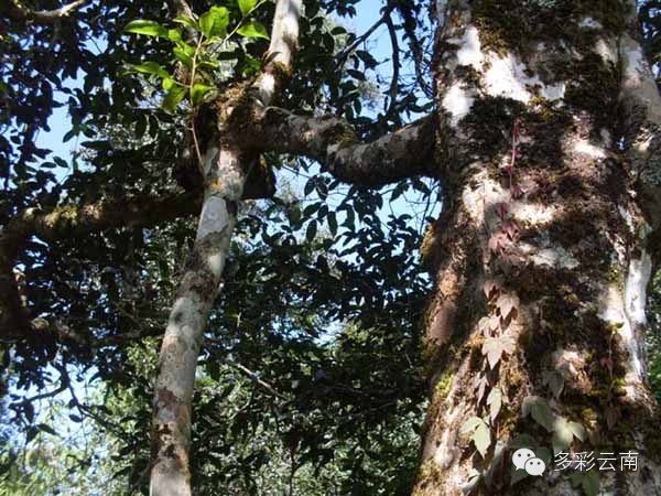 【云南的山】云南最高、最美的16座山峰大盘点，登山徒步爱好者的天堂！