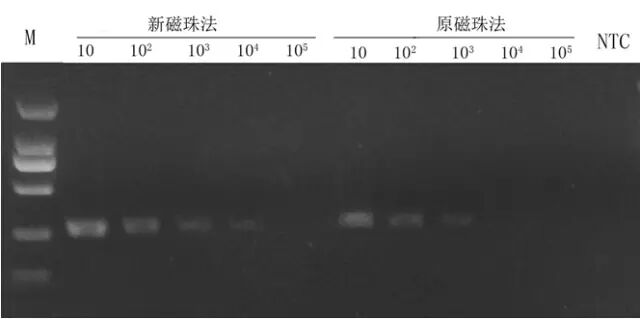 【速递】Qeasy核酸提取技术优化新方法(图4)