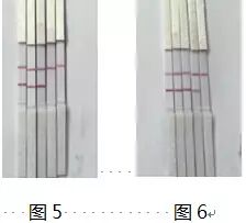 【速递】Qeasy核酸提取技术优化新方法(图6)