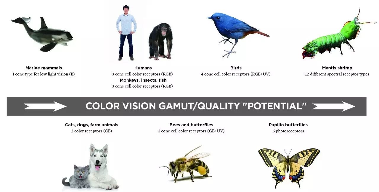 人眼的色彩知识