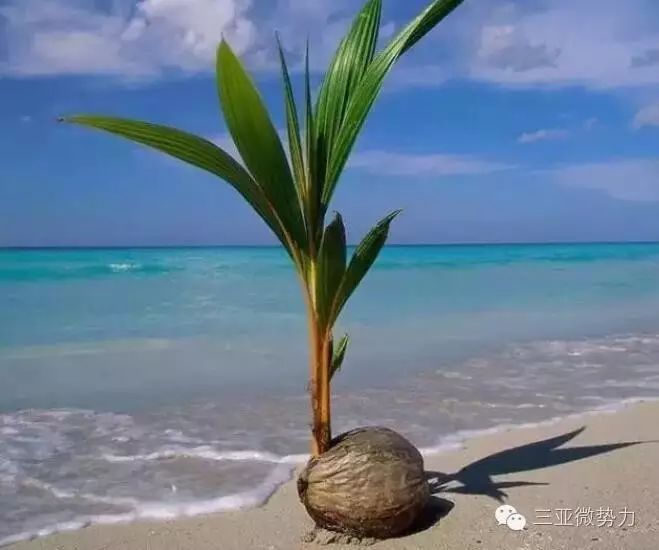 ▼▼▼ 还处于种子时期的椰子经历海上漂流 渐渐地椰子树树干变得