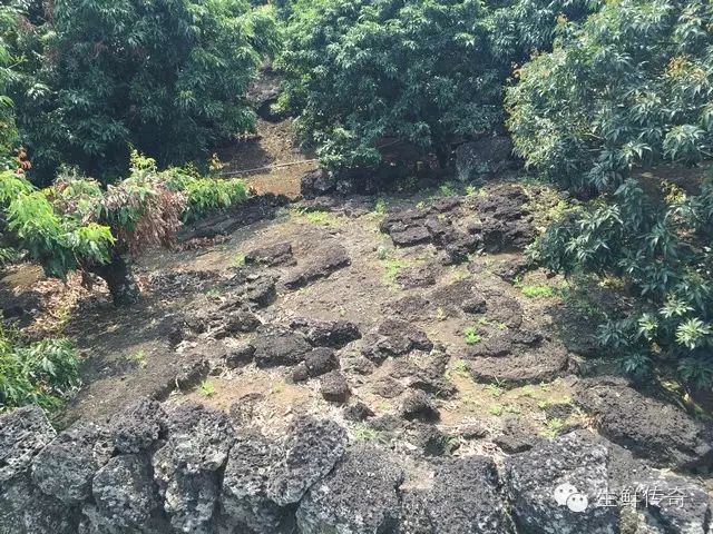 海南火山岩荔枝王--火山岩上生长,比鸡蛋还大,糖度高