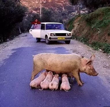 【原创】动物的人性光辉——面临医学解剖,怀孕母兔拼命护子-怀孕期