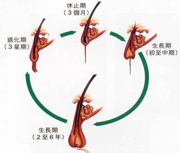 教你三个自测方法，判断自己是否属于脱发！