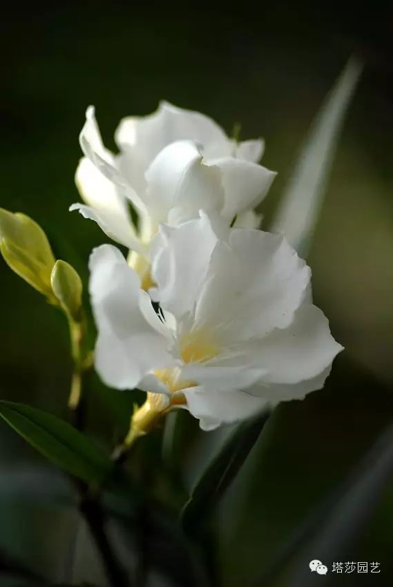 帶你識花 夾竹桃 塔莎園藝 微文庫