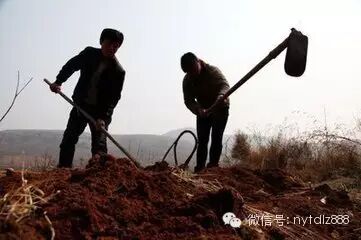 父子携手回乡创业 荒山变家庭农场