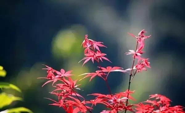 张紫嫣_紫嫣_紫嫣的意思