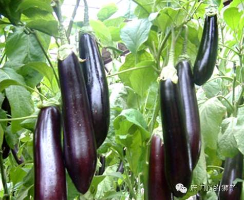 在邵东，有一种美味叫扎菜之二茄子扎