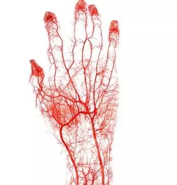 仔细看上图,你可以看到有两条动脉通过手臂进入到手掌上,然后通过一