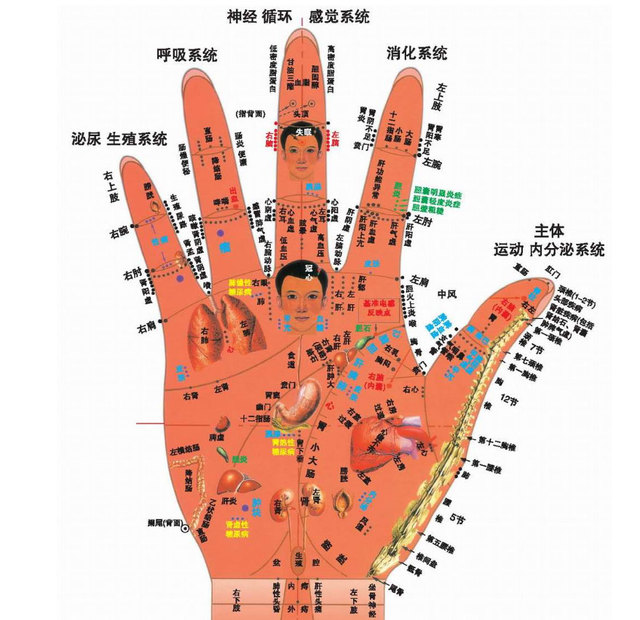 手诊---面诊---眼诊---嘴诊