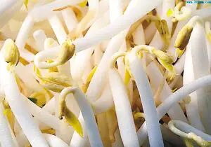 生姜吃发绿能变白吗_生姜发绿能吃吗?_生姜吃发绿能吃不