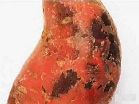 生姜发绿能吃吗?_生姜吃发绿能变白吗_生姜吃发绿能吃不