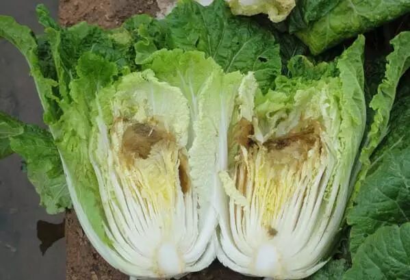 生姜发绿能吃吗?_生姜吃发绿能吃不_生姜吃发绿能变白吗