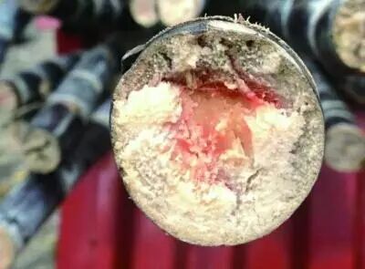 生姜吃发绿能吃不_生姜发绿能吃吗?_生姜吃发绿能变白吗