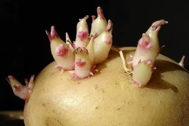 生姜吃发绿能变白吗_生姜吃发绿能吃不_生姜发绿能吃吗?