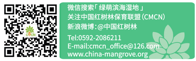 走近红树林 <wbr>| <wbr>《到红树林去玩》绘本导读