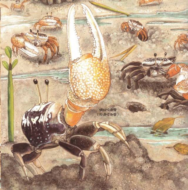 走近红树林 <wbr>| <wbr>《到红树林去玩》绘本导读