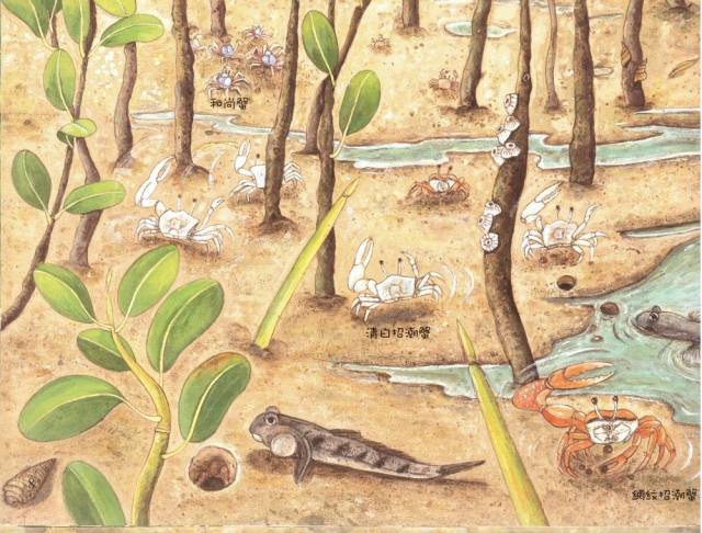 走近红树林 <wbr>| <wbr>《到红树林去玩》绘本导读