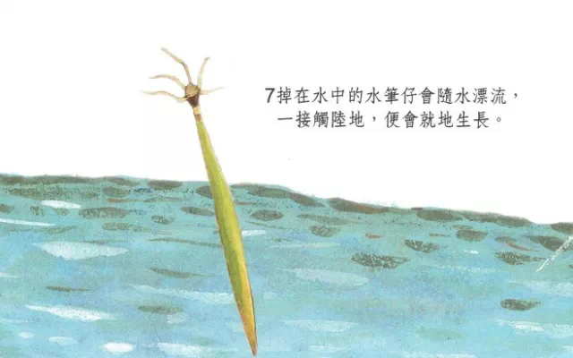 走近红树林 <wbr>