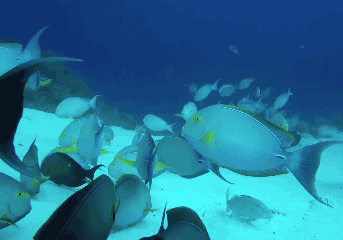 但是,真正下到海洋的时候,就会觉得,海洋的世界,那么宁静,那么多彩.