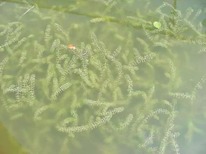 【河蟹】高温下大闸蟹池塘水草管理存在的问题及对策