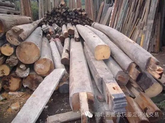 成龙撒钱记:收藏有千万年历史的金丝楠