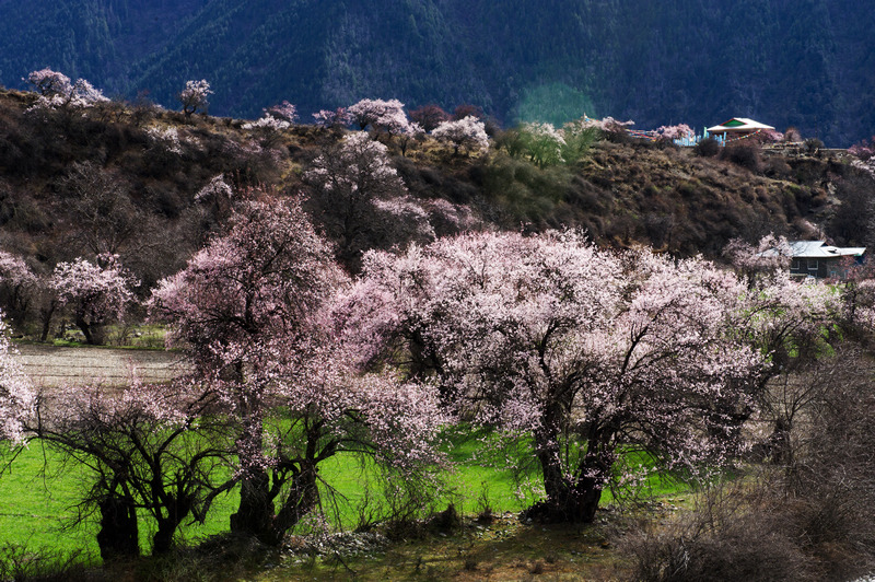 2014林芝桃花节最佳赏花地之朗县[墙根网]