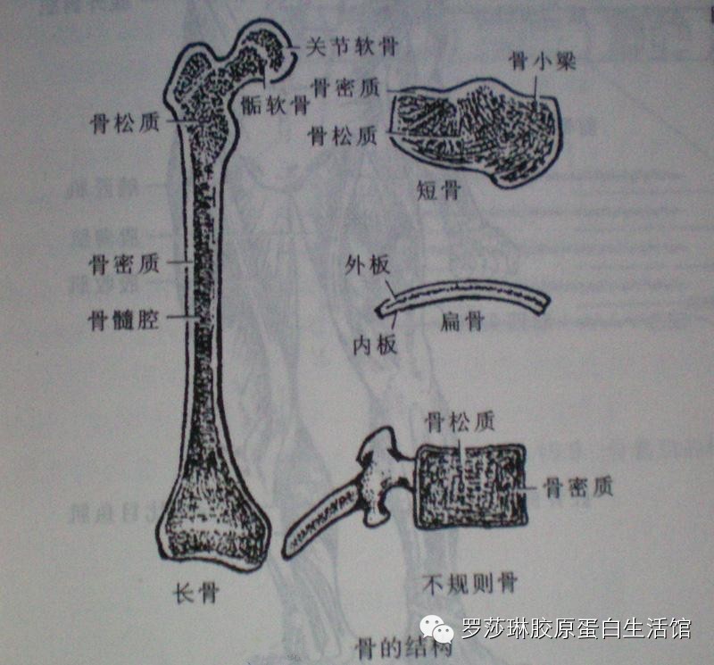 成年人有206块骨头(牙齿不算骨骼),他不仅是我们身体中很重要的一部