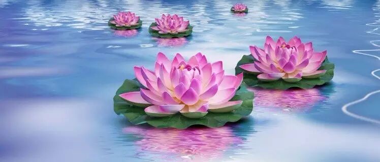 念念莲花开,声声《宝池赞》