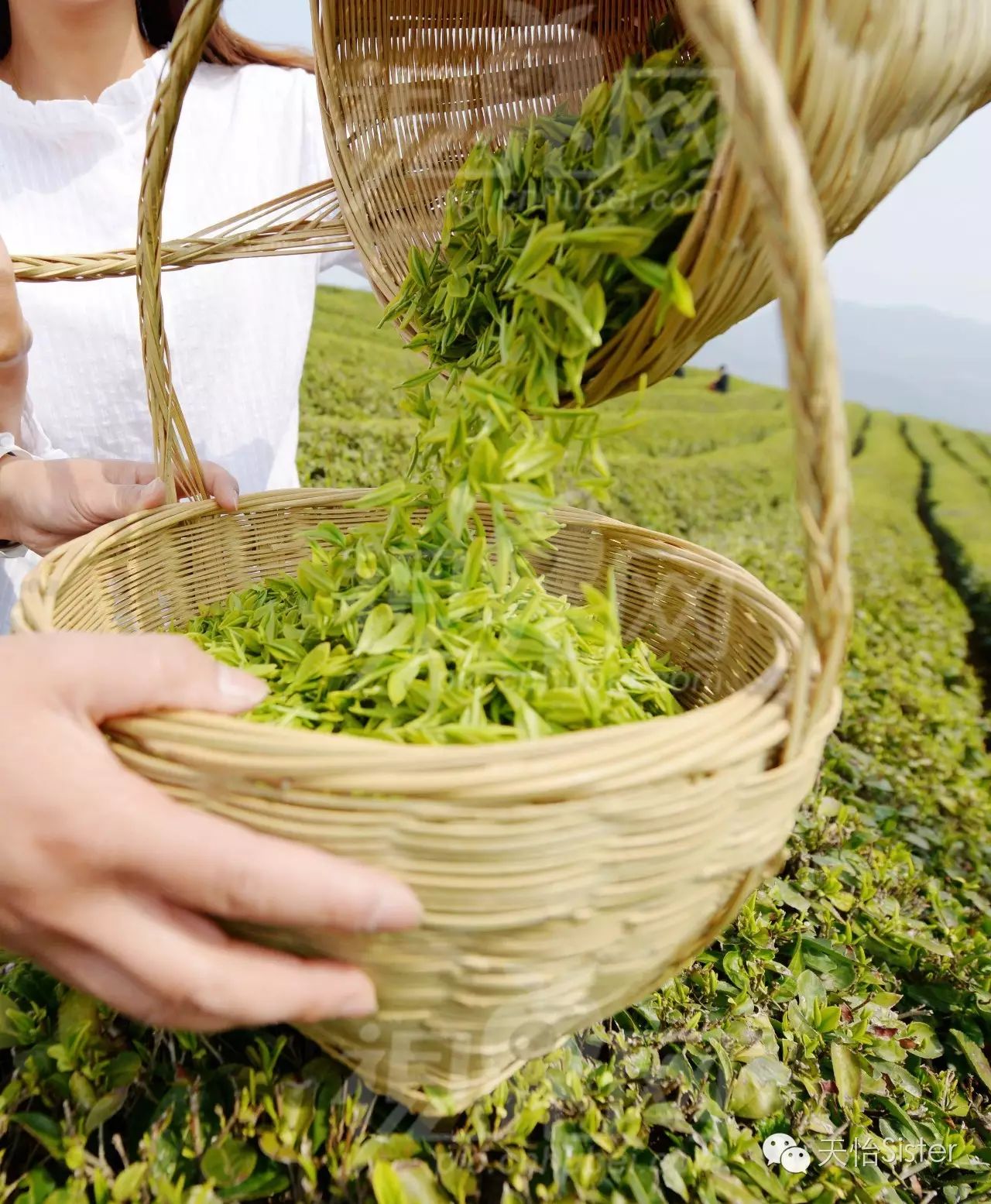 实拍茉莉花茶制作全过程