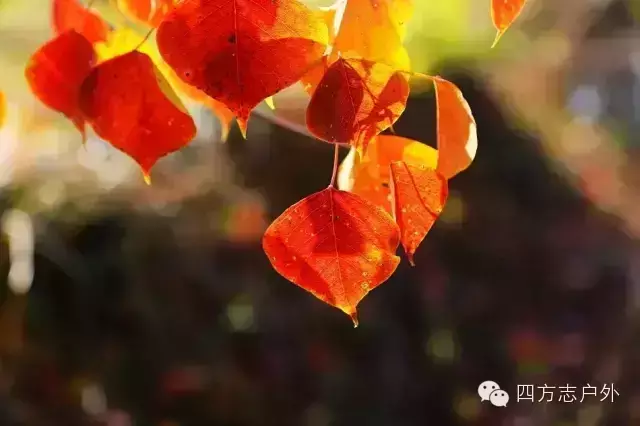 (1)【11月7日】大悟赏红叶，与红叶共醉方休！！-户外活动图-驼铃网